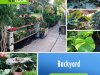 Mickey Hargitay Plants